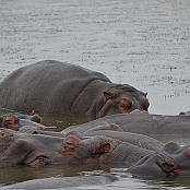 "Hippopotamus" St. Lucia, South Africa